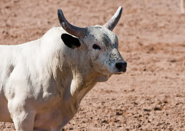 Родео бик — стокове фото