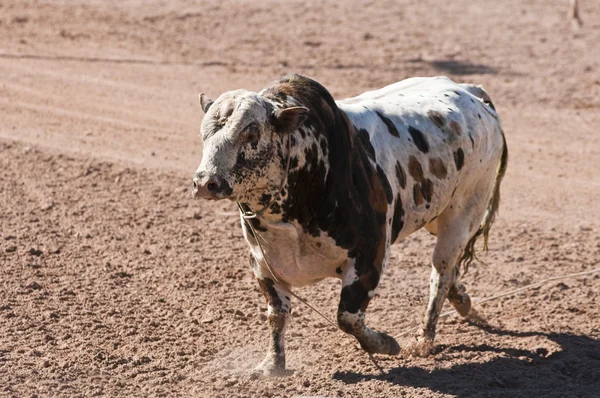 Rodeo Bull. — Stockfoto