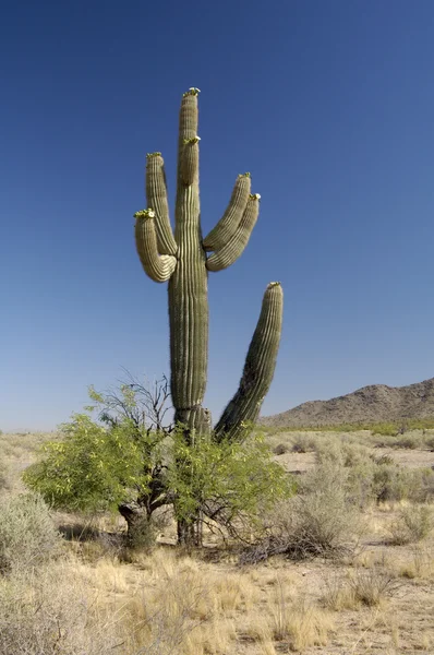 砂漠 bloosoms ロイヤリティフリーのストック写真