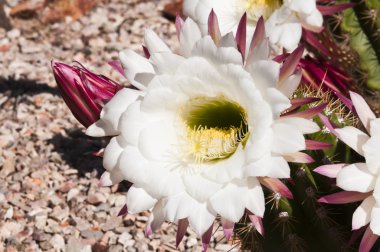 Cereus cactus blossoms clipart