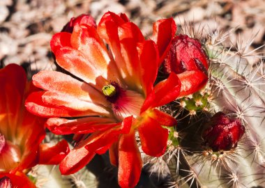 Claret Cup Cactus Blossoms clipart