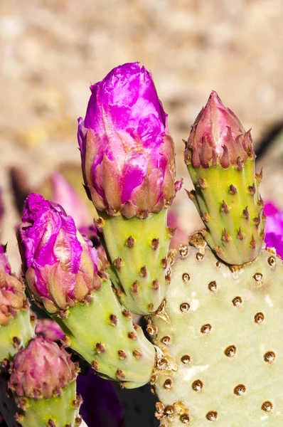 Cactus de cola de castor florece —  Fotos de Stock