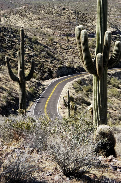 Desert Road — Stock Photo, Image