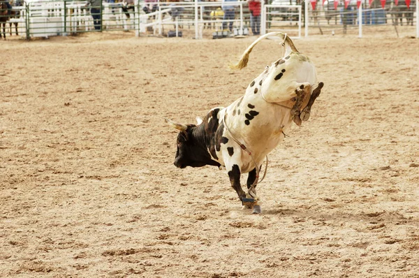 Bucking bull 1 — Stock Photo, Image