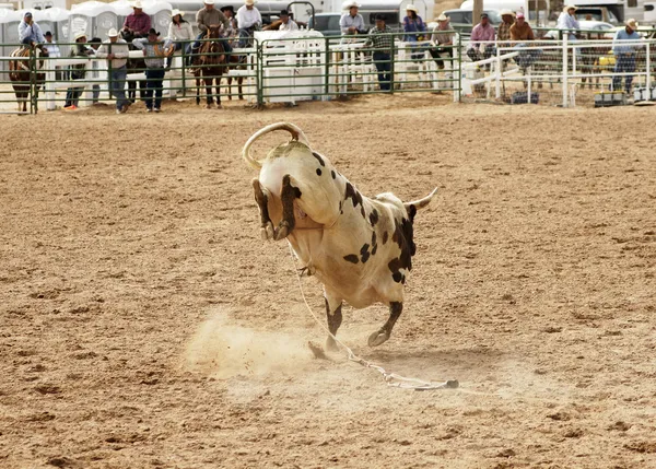 Bucking bull 2 — Stock Photo, Image