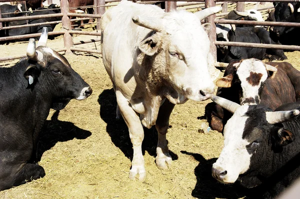 Rodeo Bulls — Fotografie, imagine de stoc