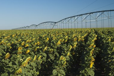 Irrigated sunflower field clipart