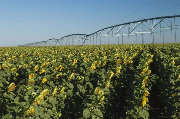 Campo de girassol irrigado — Fotografia de Stock