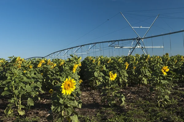 Irrigated sunflower field — Stock Photo, Image
