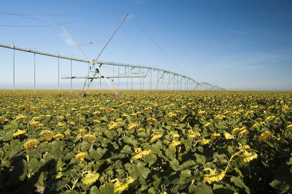 Irrigated sunflower field — Stock Photo, Image