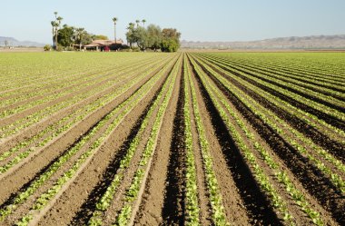 Lettuce field clipart