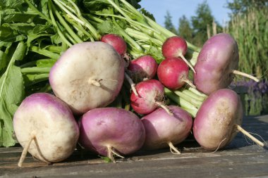 Root vegetables on basket clipart