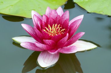 Pink waterlily clipart