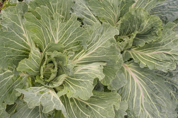 Grönsaker växa utomhus — Stockfoto