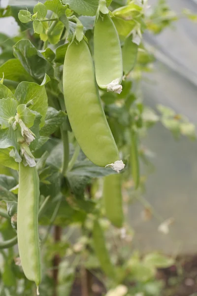 Green beans plants