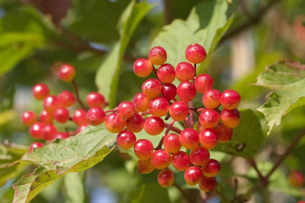 Ripe red berries — Stock Photo, Image