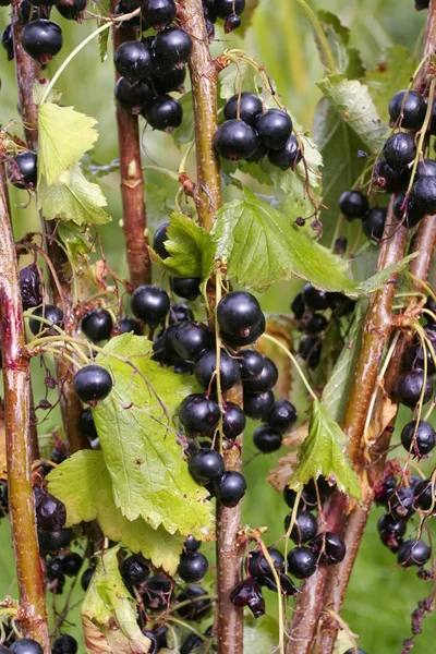 Plockade svarta vinbär — Stockfoto
