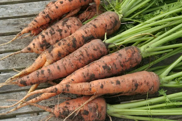 Freshly dug out carrots — Stock Photo, Image