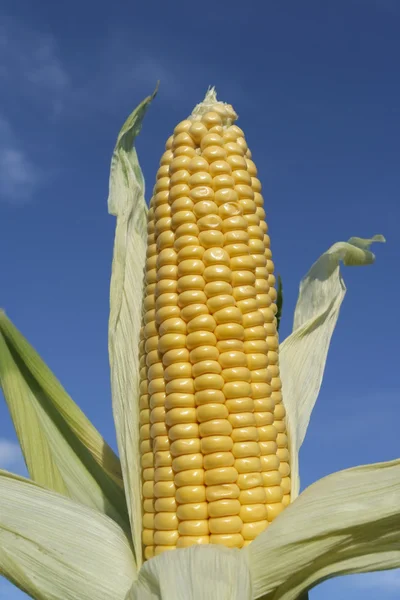 Érett kukorica a cob nyáron — Stock Fotó