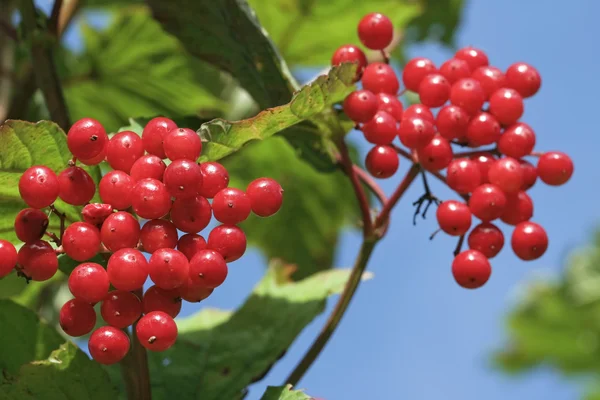 Red berries in summertime — Stock Photo, Image
