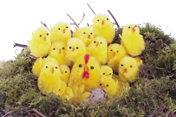 Poussins de Pâques dans le nid d'oiseaux sur blanc — Photo