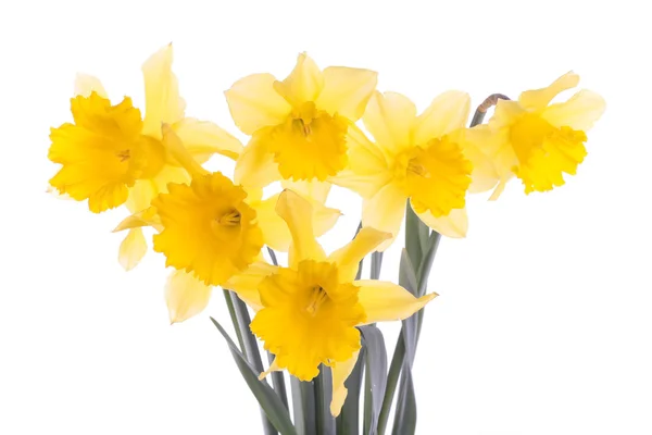 Daffodil flowers isolated over white — Stock Photo, Image