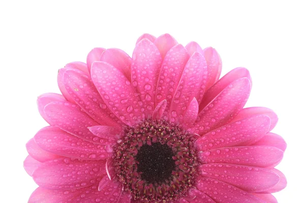 Розовый цветок над белым — стоковое фото
