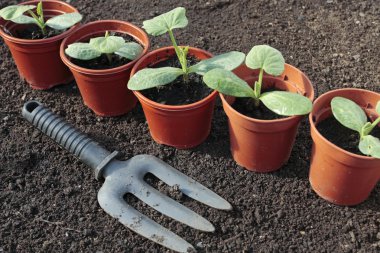 Vegetable seedlings closeup in pots clipart