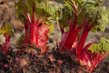 Rhubarb shoots growing in early spring clipart