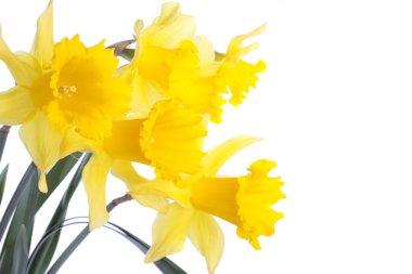 Daffodil flowers isolated over white clipart