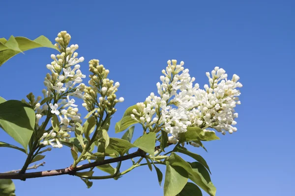 Spring buds on tree detail and blue sky — Stock Photo, Image