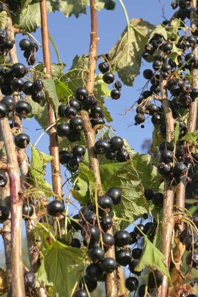 Svarta vinbär på gren — Stockfoto