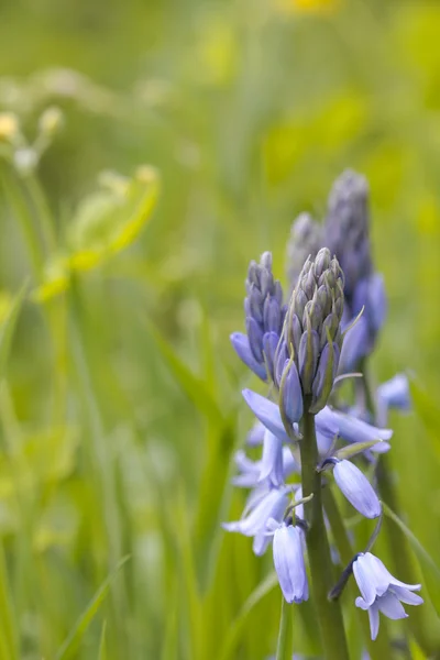 Bluebells in heldere land grasveld — Stockfoto