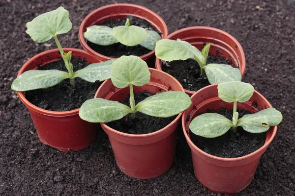 Plantaardige zaailingen groeien in potten — Stockfoto