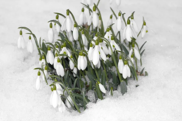 Квіти снігу, що ростуть крізь сніг — стокове фото