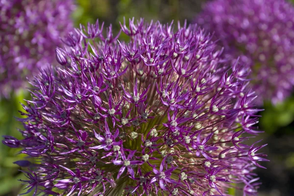 Teste di fiore di allium viola primo piano — Foto Stock