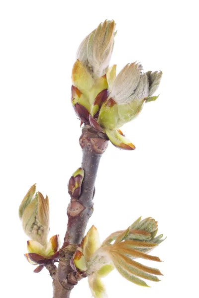 Bahar ağacı dalı tomurcuklanan yaprakları ile — Stok fotoğraf