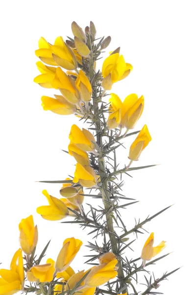 Yellow gorse flowers shrub over white — Stock Photo, Image