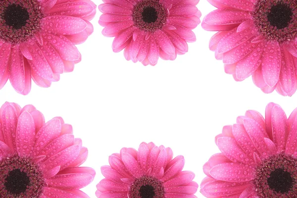 Roze gerbera's geïsoleerd op wit — Stockfoto