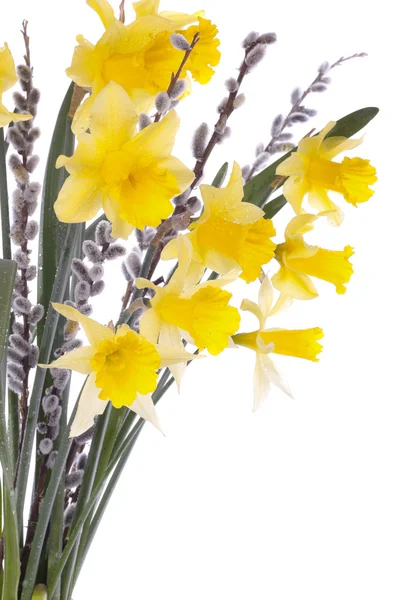 Flores de narciso aisladas sobre blanco — Foto de Stock