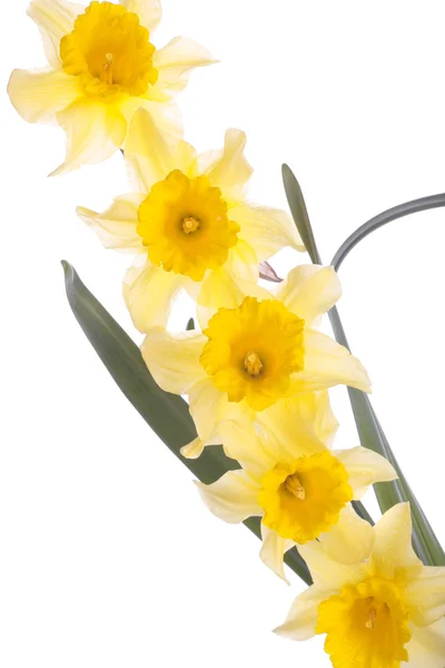 Narcissen bloemen geïsoleerd over Wit — Stockfoto