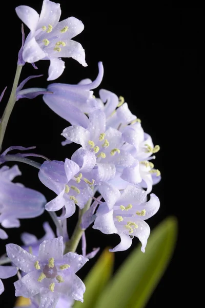 Bluebells flor aislada en negro — Foto de Stock
