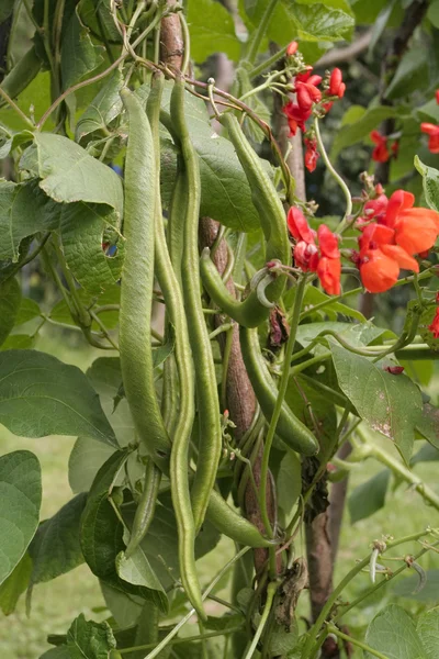 stock image Runner beans on vine