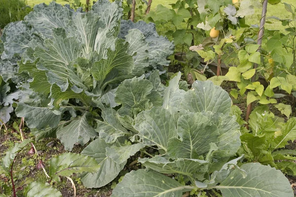 Gemüse wächst im Freien — Stockfoto