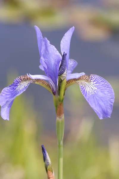 Flores de iris —  Fotos de Stock