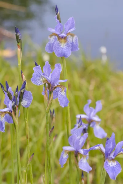 Flores de iris — Foto de Stock