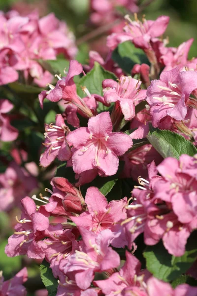 Pink flowers in spring — Stock Photo, Image