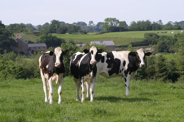 Krowy na pastwisku w świeże pastwiska — Zdjęcie stockowe