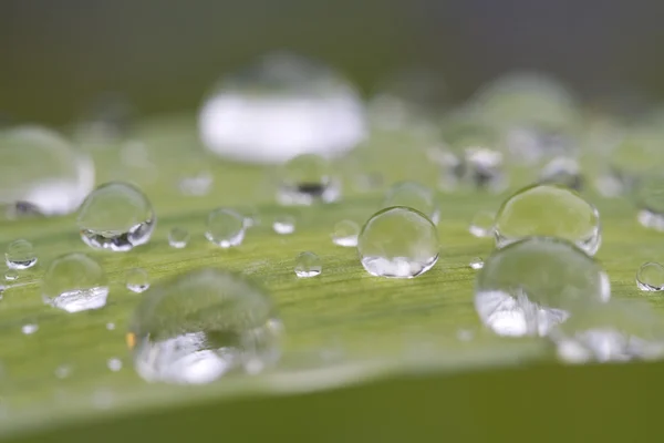 Droplets on green leaf