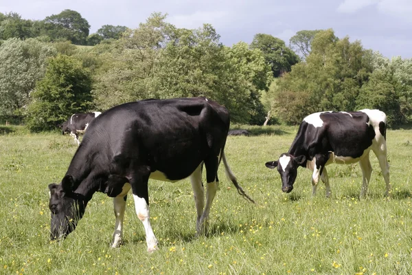 Krávy na pastvě v čerstvé pastviny — Stock fotografie
